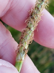 Eleocharis quadrangulata