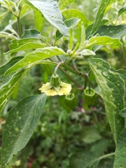 Physalis longifolia subglabrata