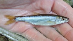 Cyprinella spiloptera