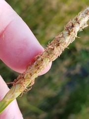 Eleocharis quadrangulata