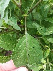 Physalis longifolia subglabrata