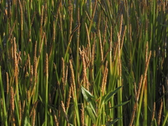 Eleocharis quadrangulata