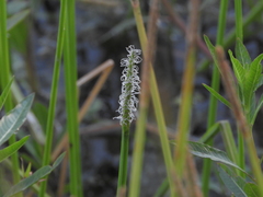 Eleocharis quadrangulata