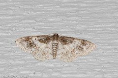 Hydrelia condensata