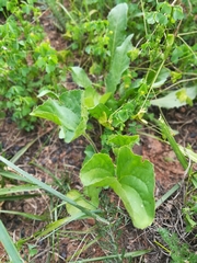 Viola septentrionalis