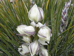 Yucca baileyi
