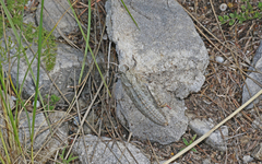 Nocaracris bulgaricus
