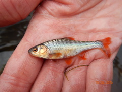 Notropis topeka