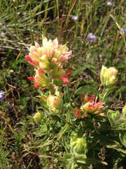 Castilleja affinis neglecta
