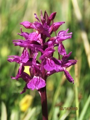Dactylorhiza lapponica