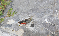 Stenobothrus rubicundulus