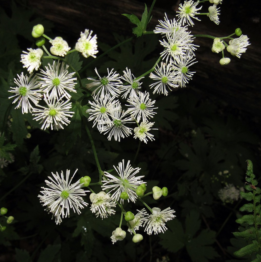 Carolina bugbane
