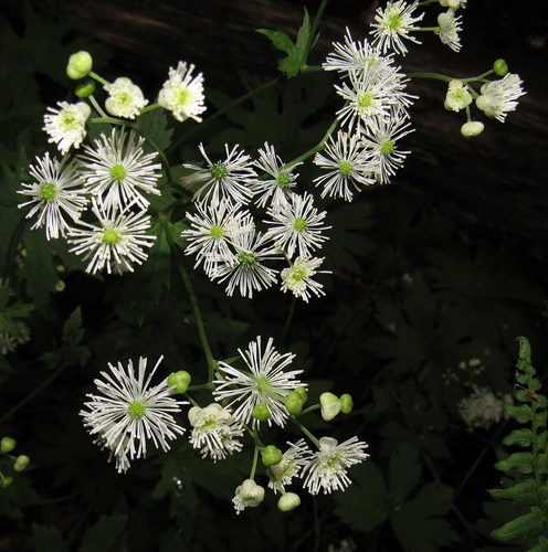 Trautvetteria caroliniensis