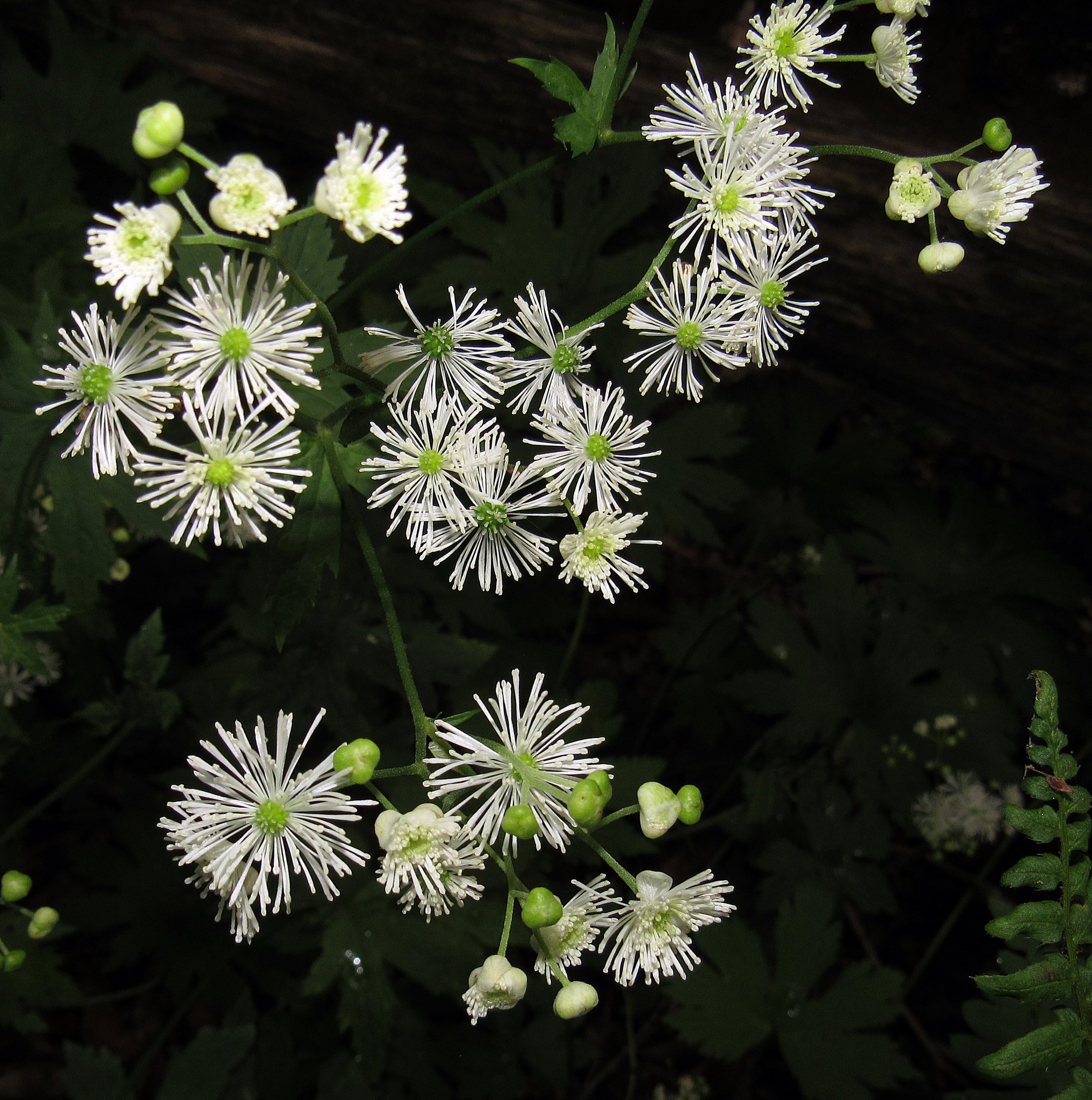 Trautvetteria caroliniensis