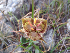 Calochortus tiburonensis