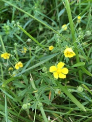 Potentilla argentea