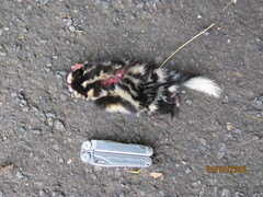 Spilogale angustifrons