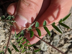 Astragalus robbinsii