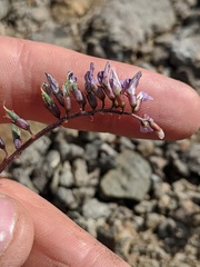 Astragalus robbinsii