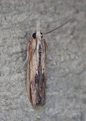 Ancylostomia stercorea