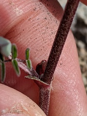 Astragalus robbinsii
