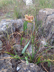 Calochortus tiburonensis