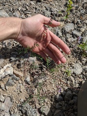 Astragalus robbinsii