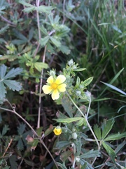 Potentilla argentea