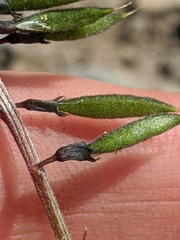 Astragalus robbinsii