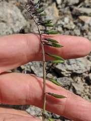 Astragalus robbinsii