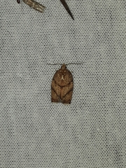 Argyrotaenia juglandana