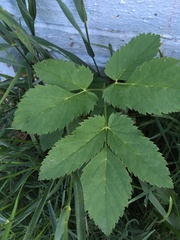 Aegopodium podagraria