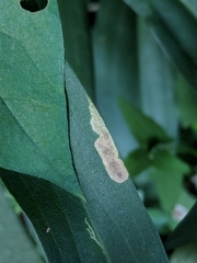 Calycomyza solidaginis