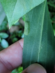 Calycomyza solidaginis