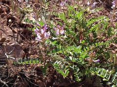 Astragalus preussii