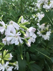 Saponaria officinalis