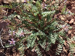 Astragalus preussii