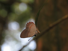 Euselasia ignitus