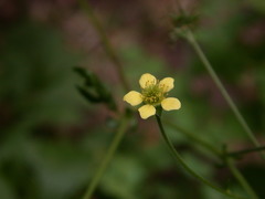 Geum × catlingii