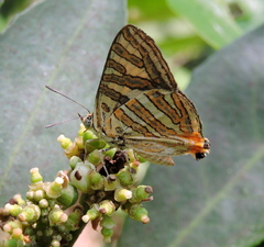 Cigaritis vulcanus