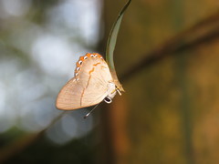 Euselasia ignitus