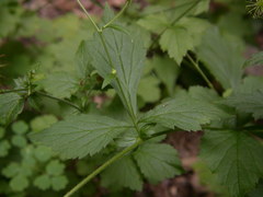 Geum × catlingii