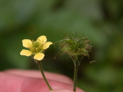 Geum × catlingii