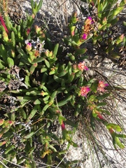 Ruschia sarmentosa