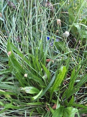 Plantago lanceolata