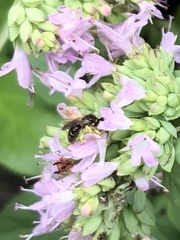 Calliopsis andreniformis