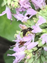 Calliopsis andreniformis