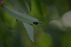 Chrysomela vigintipunctata