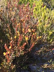 Stylapterus fruticulosus