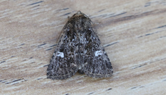 Properigea albimacula